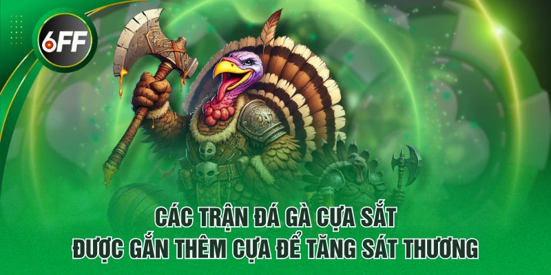 Đá Gà Cựa Sắt - 3 Dòng Chiến Kê Nổi Danh, Đá Đâu Thắng Đó 2 Các trận đá gà cựa sắt được gắn thêm cựa để tăng sát thương